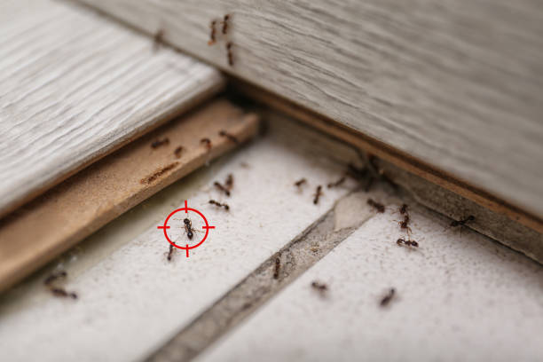 Best Best Pest Control Companies  in Shoreline, WA