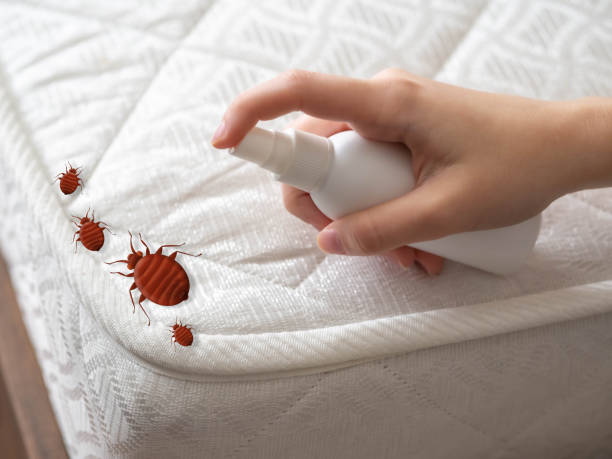 Best Emergency Pest Control  in Shoreline, WA