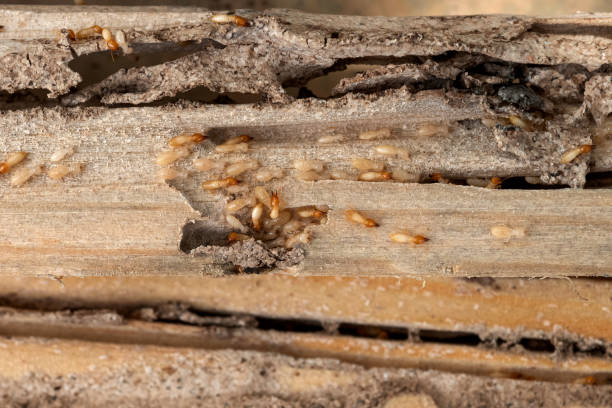 Best Pest Control Near Me in Shoreline, WA